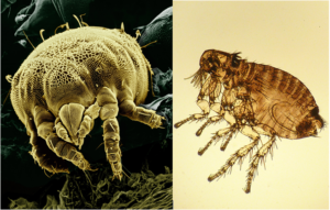 parassiti, insetti, parassitopolis
